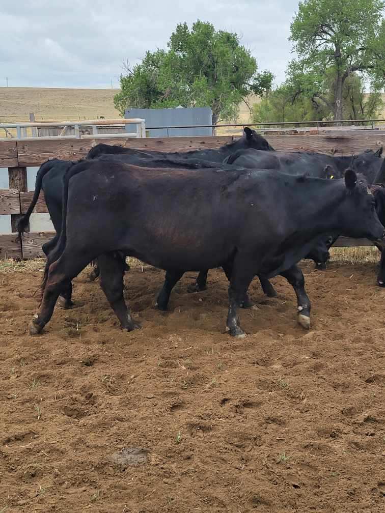 5 Loads Mostly Black and Black White Faced Bred Cows